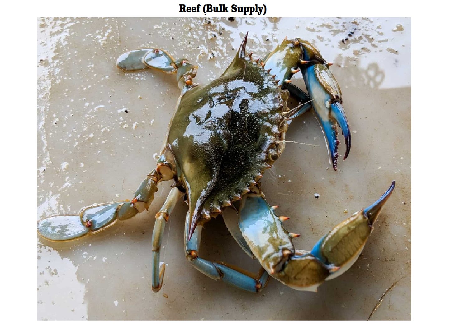 Blue Crab/Nandu/Aedi - Reef