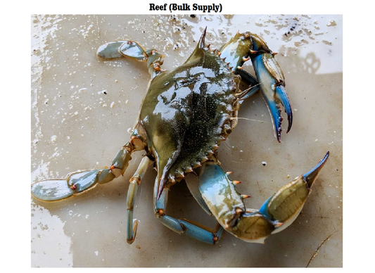 Blue Crab/Nandu/Aedi - Reef