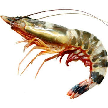 Flower Prawns - Reef enterprises ship supply Gandhidham