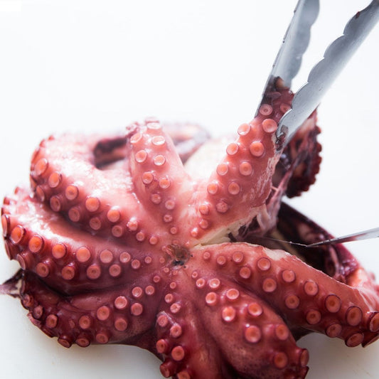 Octopus - Reef