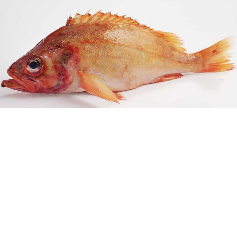 Redfish - Reef Enterprises ship supply, Gandhidham