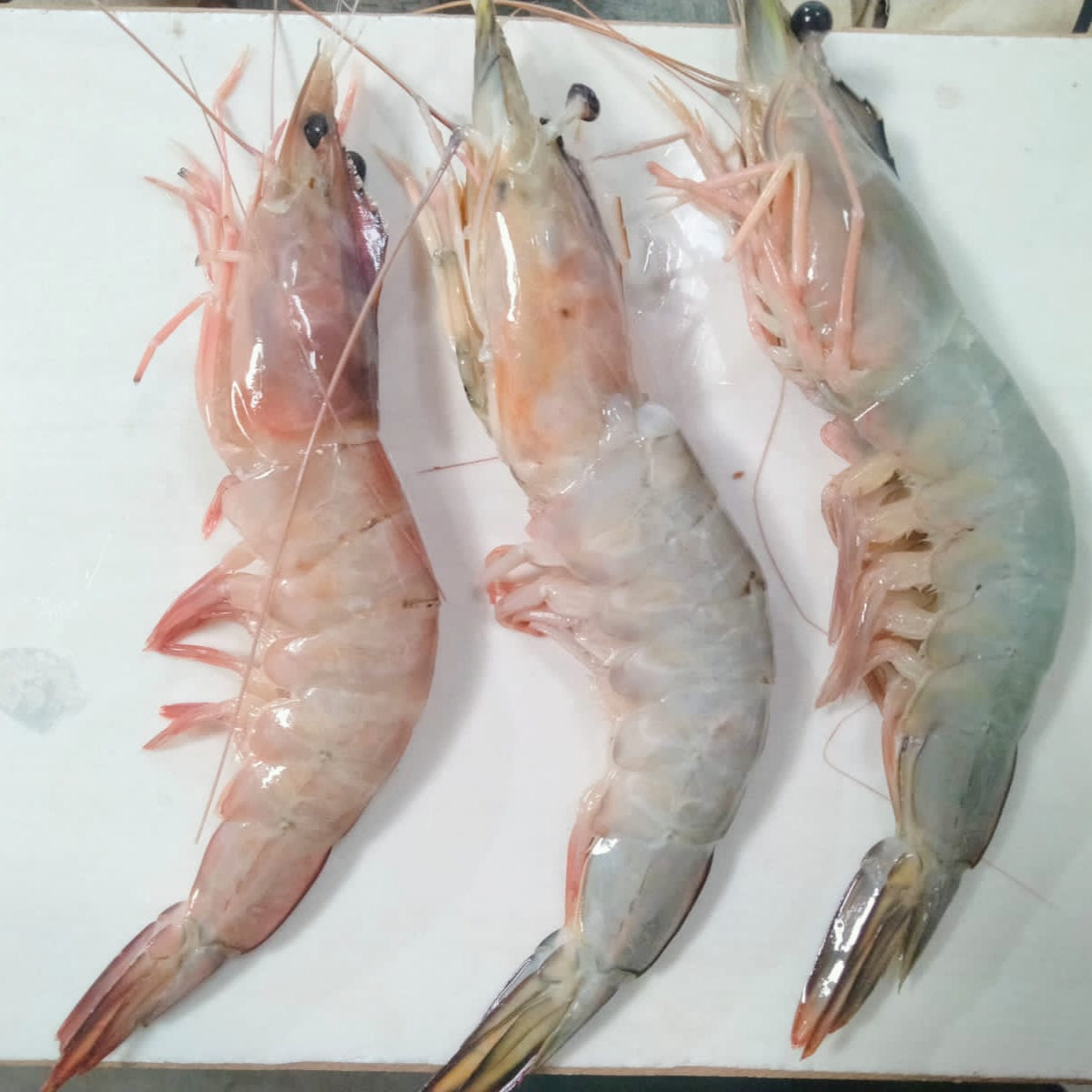 Sea White Prawns - Whole