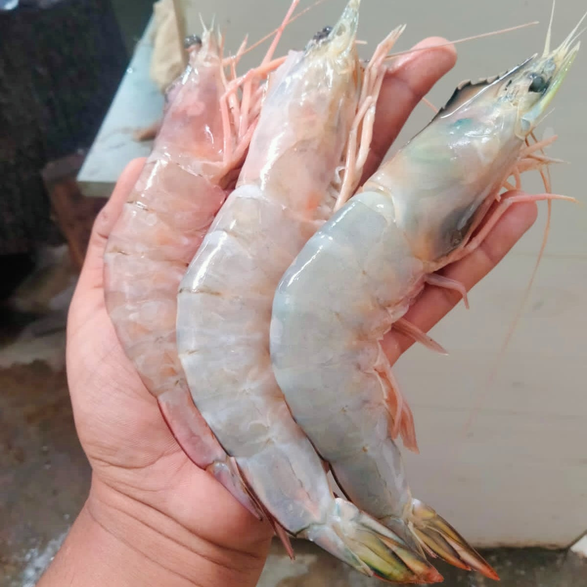 Sea White Prawns - Whole