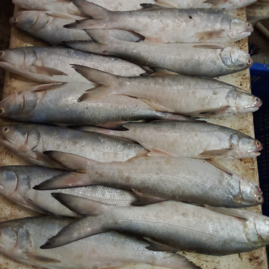 Rawas (Indian Salmon)