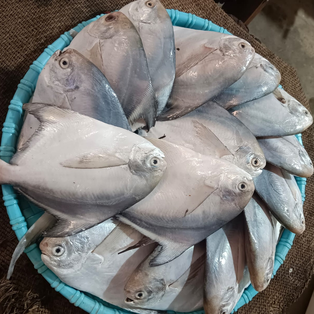 Silver Pomfret/Paplet Whole Clean (1kg)