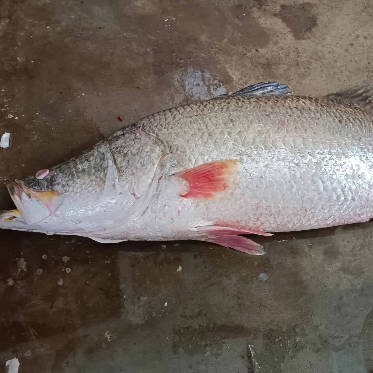 Barramundi/Bhetki/Dangri/Asian Sea Bass