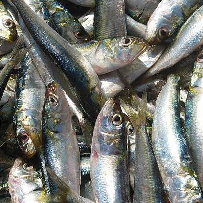 Sardine (Mathi/Tarli) Cleaned, Whole