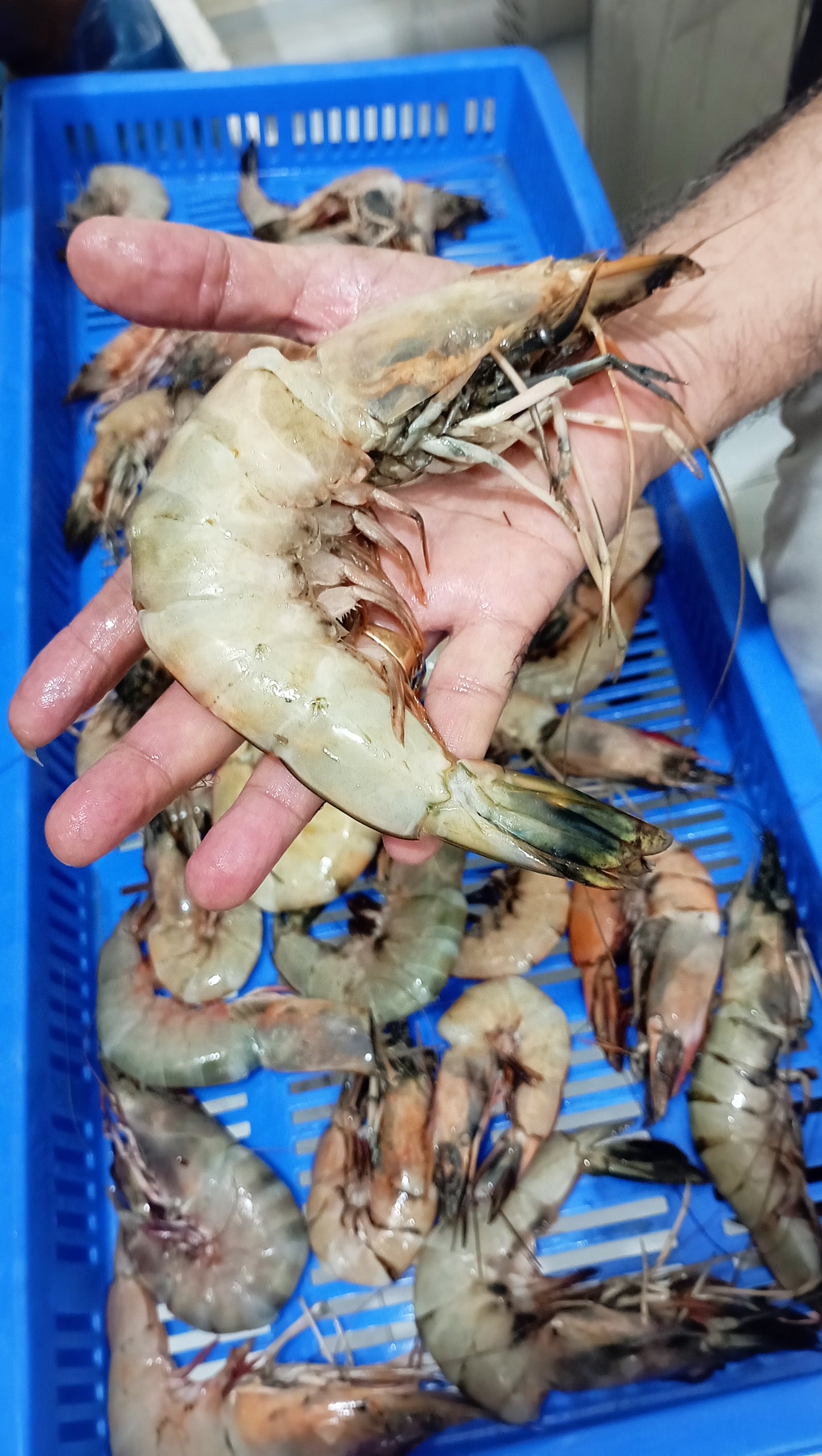 Sea White Prawns - Whole