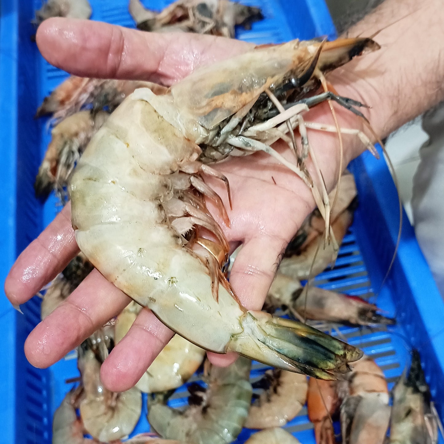 Sea White Prawns - Whole