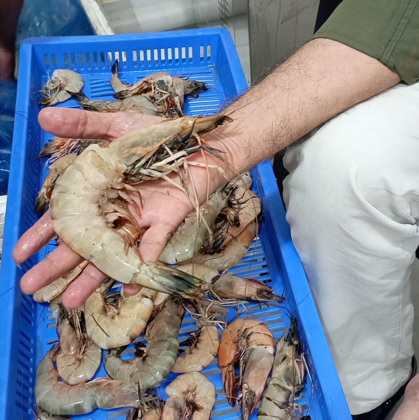 Sea White Prawns - Whole
