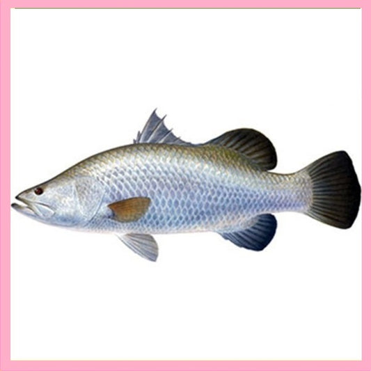 Bhetki Dangri fish - Order fresh fish at Doof and get quick home delivery.