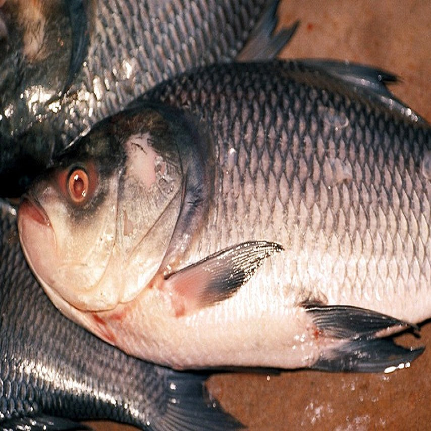 large Catla with black dorsal fins, cut and delivered by Doof