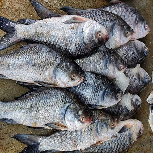 Catla Fish (1kg)