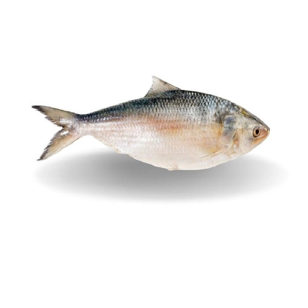 Fresh "King of Fish" Hilsa at Doof, India