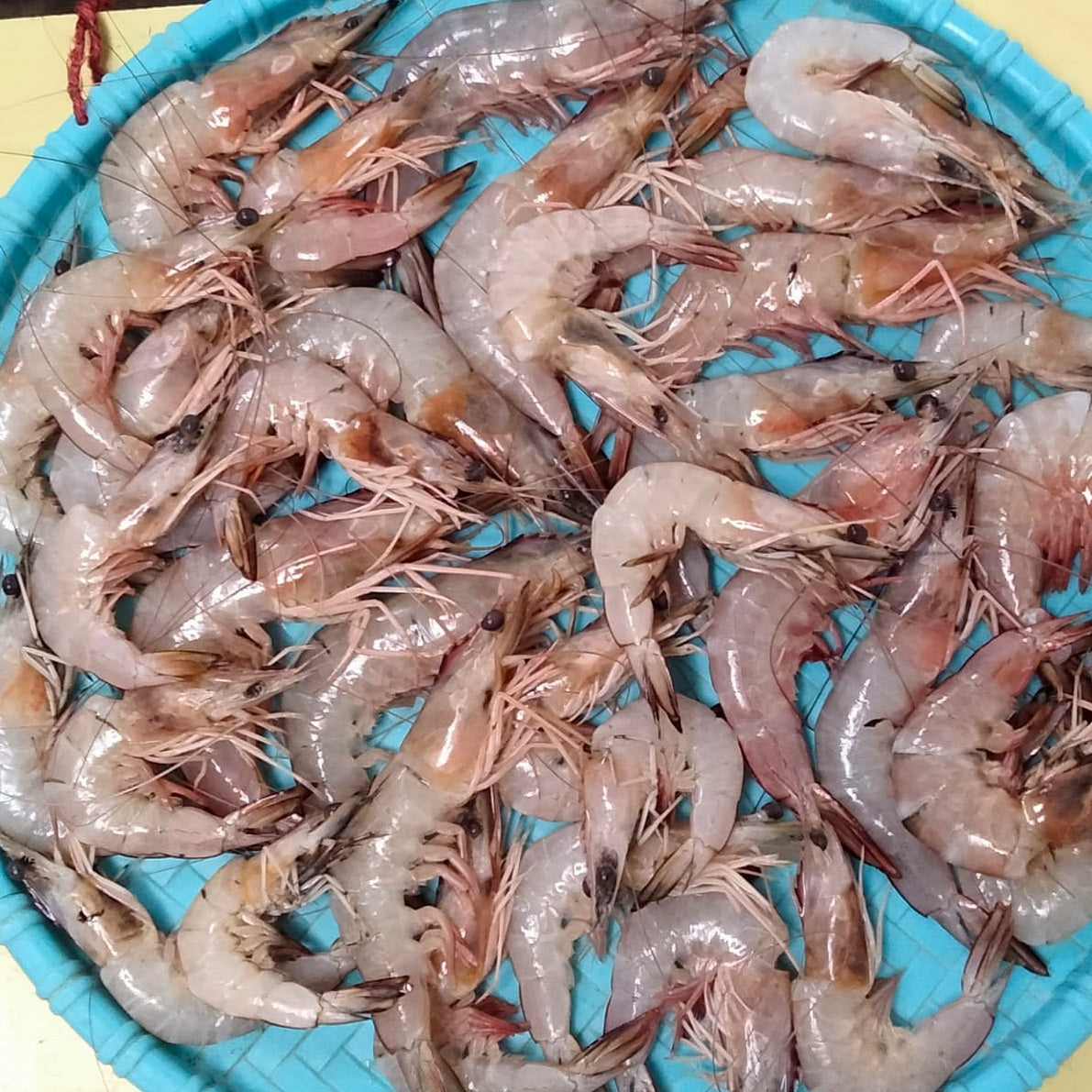 Sea White Prawns - Doof Meat