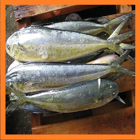 Fresh silver seawater Mahi Mahi fishes