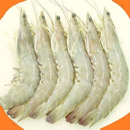 sea white prawns - Doof