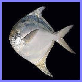 silver pomfret - Doof