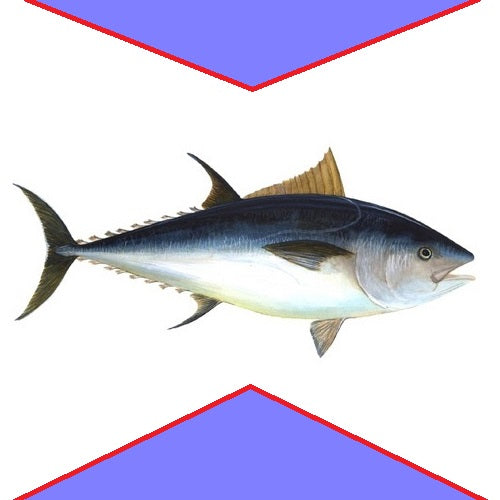 tuna steak, buy Doof fish today and get home delivery