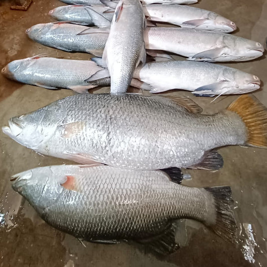 Barramundi/Dangri Aani/Fish Roe
