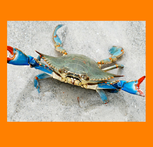 Doof Blue Crab