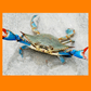 Doof Blue Crab