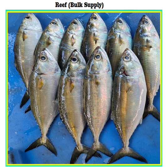 Mackerel/Bangda - Reef