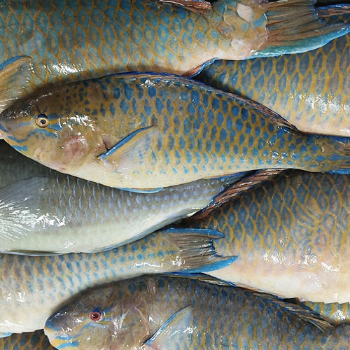 Parrot fish - Doof Meat, Gujarat