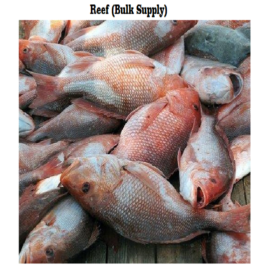 Red Snapper - Reef Enterprises