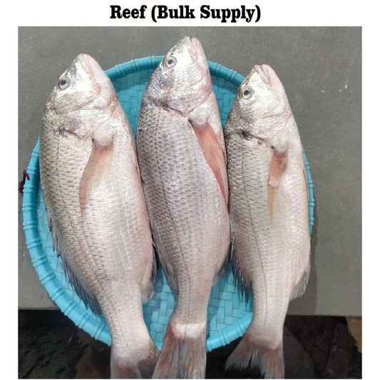 White Snapper/Chaya fish - Reef