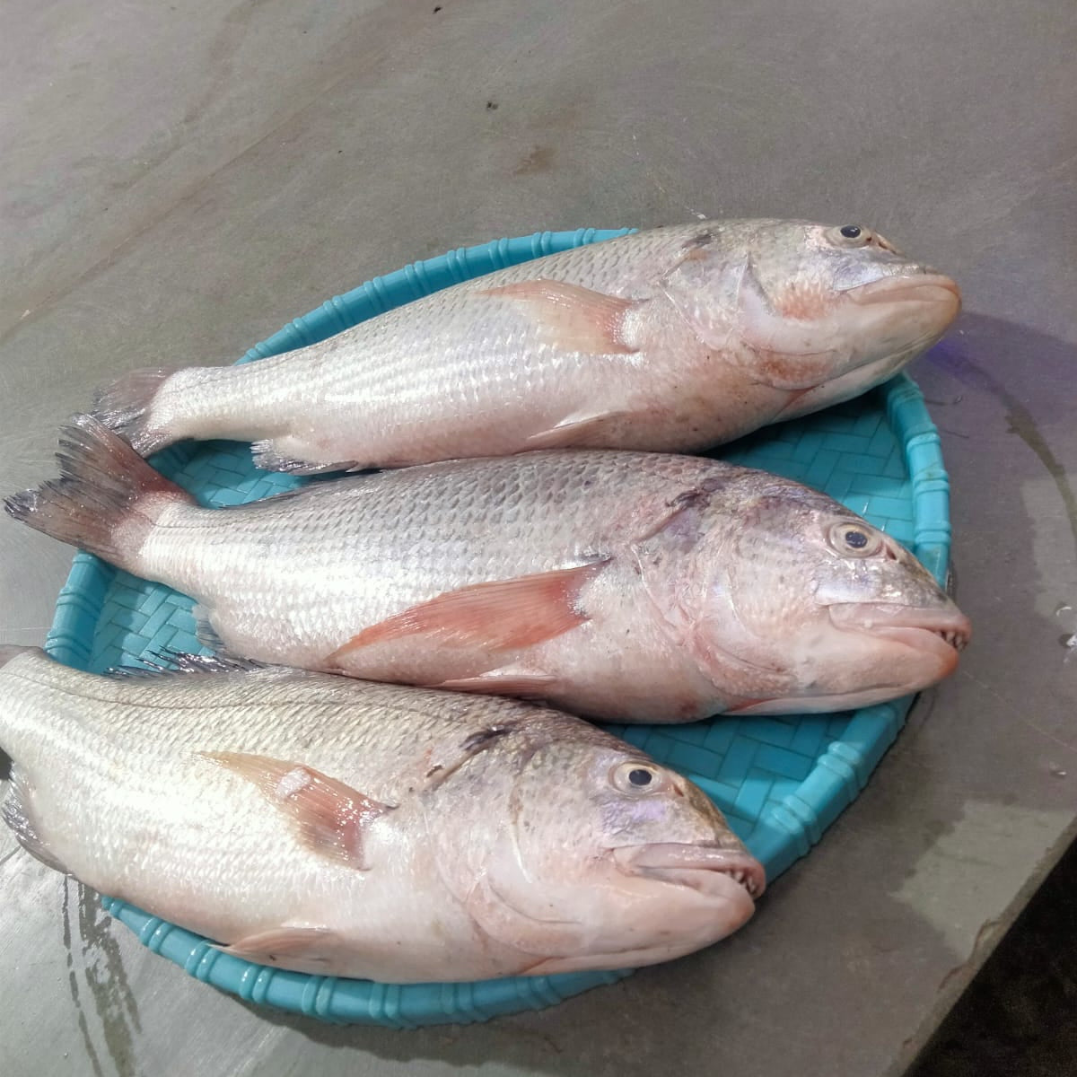 White Snapper/Chaya fish (1kg)