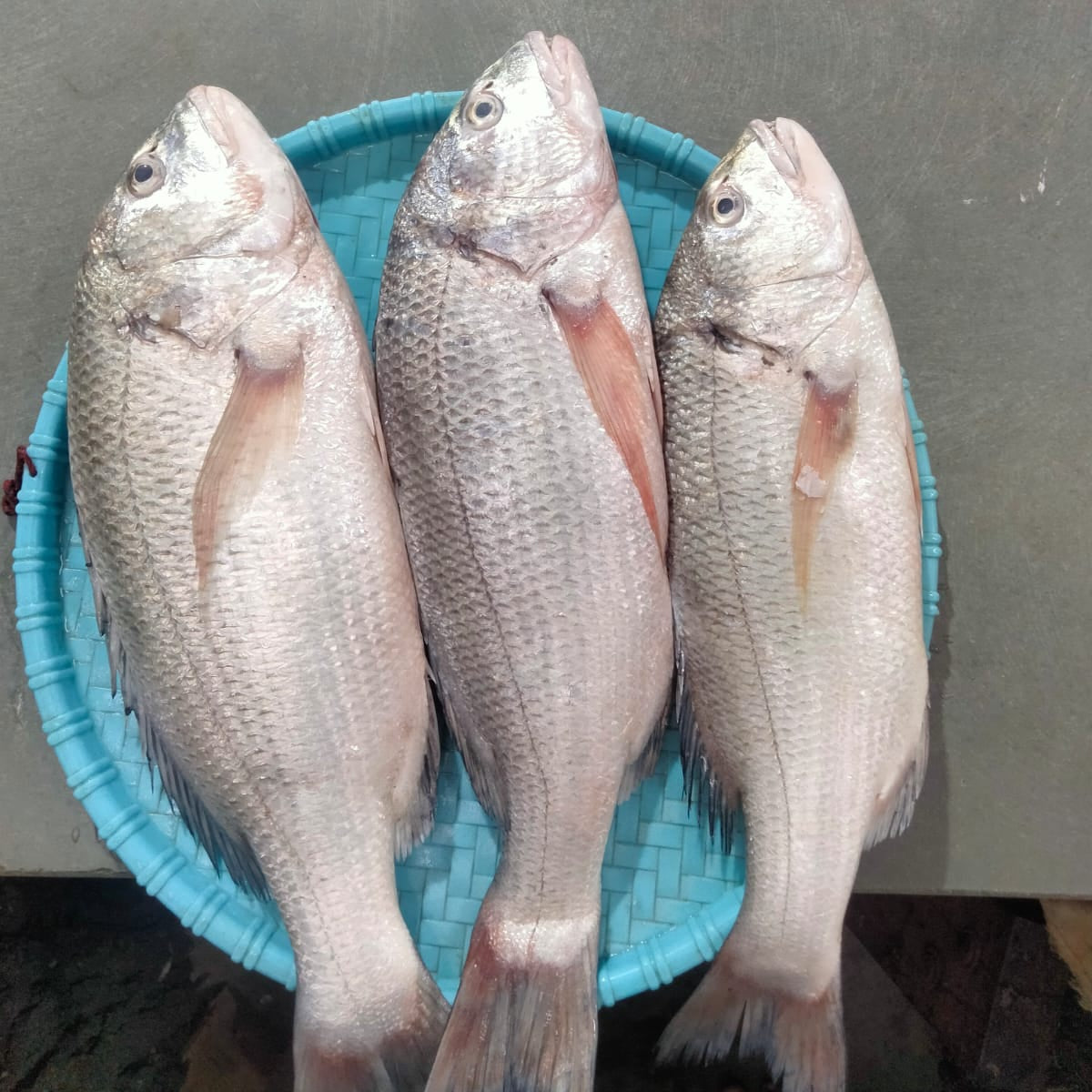 White Snapper/Chaya fish (1kg) – Doof