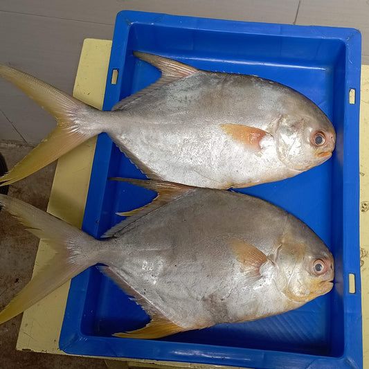 Golden Pomfret (Whole, Cleaned) 1kg