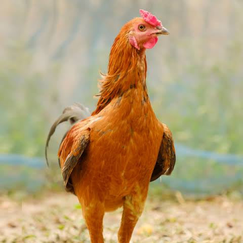 Country/Desi Chicken (Sonali breed)