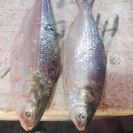 Sindhi Chakshi Palla/Hilsa/Herring (Pulasa) Bengali Cut 1kg