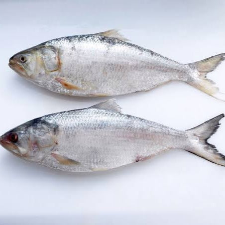 Sindhi Chakshi Palla/Hilsa/Herring (Pulasa) Bengali Cut 1kg