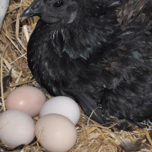 Kadaknath Eggs (per piece)