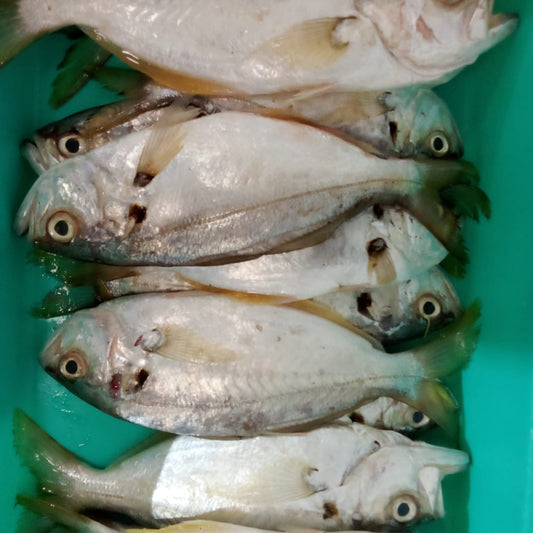 Khera Palli/Parava fish/False Travelley/WhiteFish (1kg)