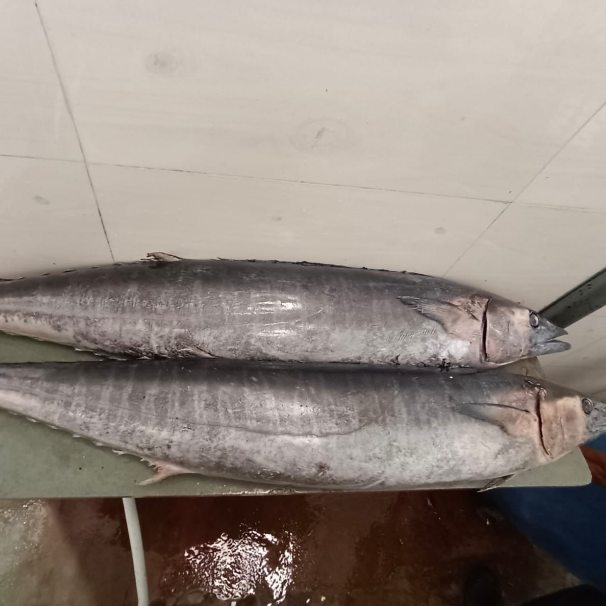 Surmai/Seer/KingFish (1kg)