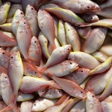 Rani fish/Pink Perch (1kg)