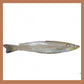 delicious Kane fish, buy seafood from Doof, Gandhidham and get it home delivered!