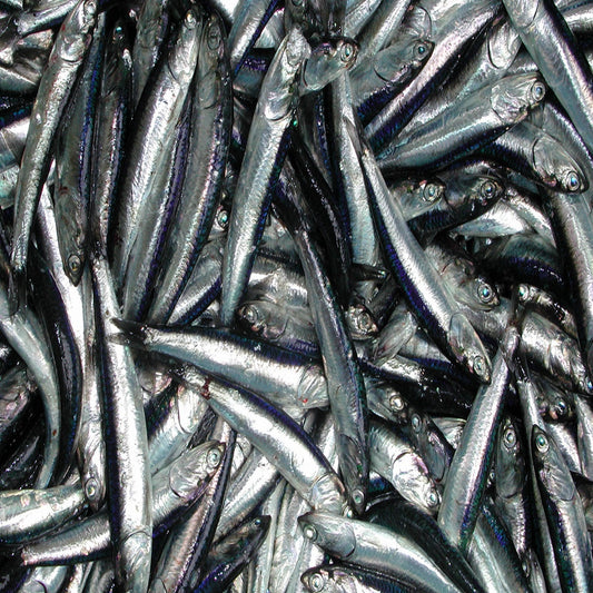 Many silver shiny anchovies close together straight out of the waters. Buy fresh anchovies for your snacks from Doof, Gujarat!