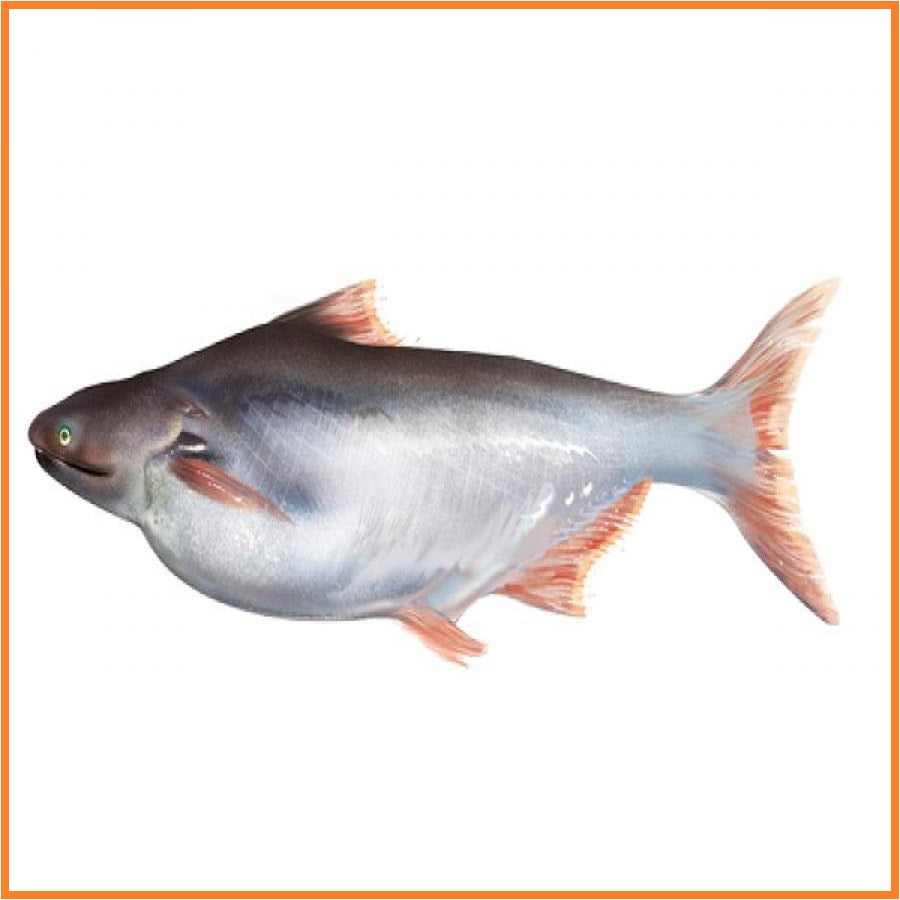 Silver (Pangus) Fish Fillet - Doof Meat