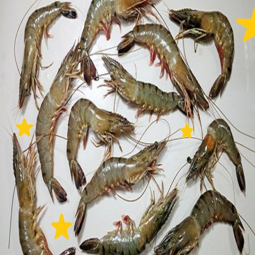 Brown shrimp whole, order fresh seafood from Doof, Gandhidham-India