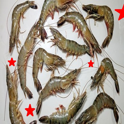 Brown shrimp cleaned, order fresh seafood from Doof, Gandhidham -India