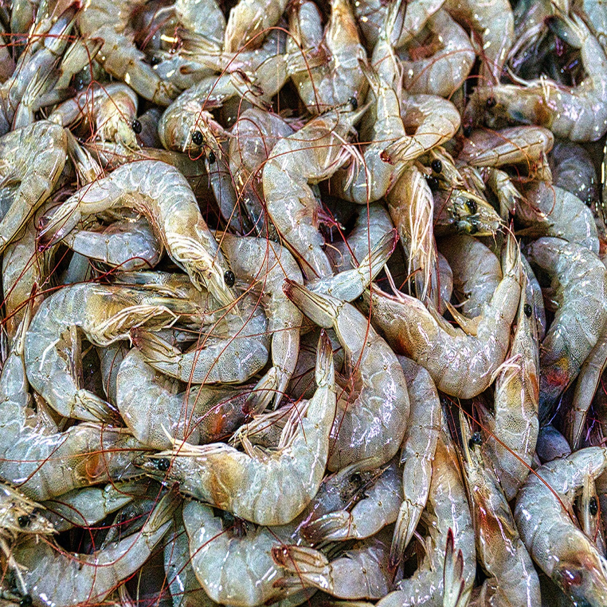 Freshwater prawns- Doof Meat