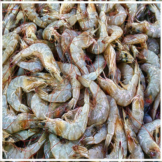 freshwater prawns - Doof