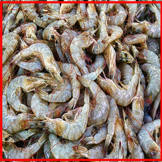 freshwater prawns - Doof