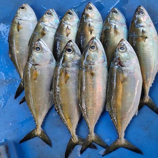 Indian mackerel or Bangda fillets, order fresh clean seafood at Doof Gandhidham and get quick home delivery.