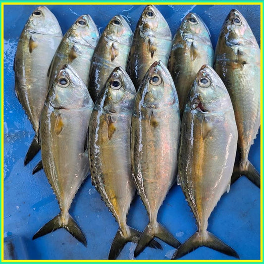 Mackerel/Bangda whole fish, order fresh clean meats and Doof, Gandhidham and get home delivery.